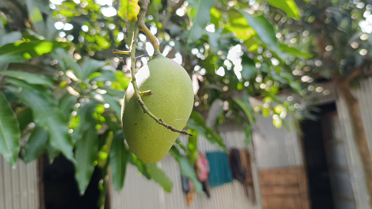 Mango